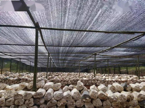 出口食品原料種植養殖場備案指引與針紡織品及原料銷售策略